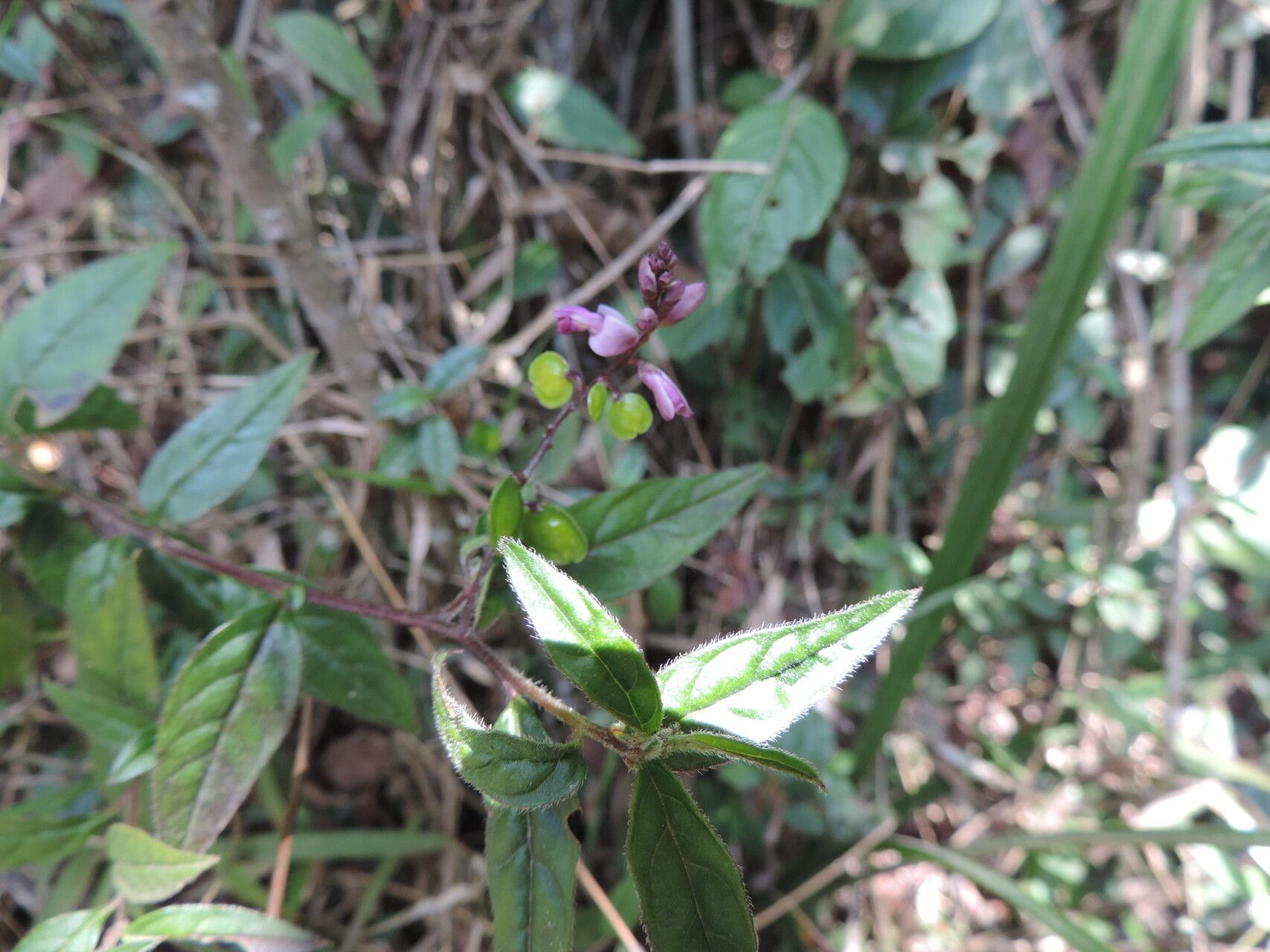 Polygala engleri — houseplant care guide