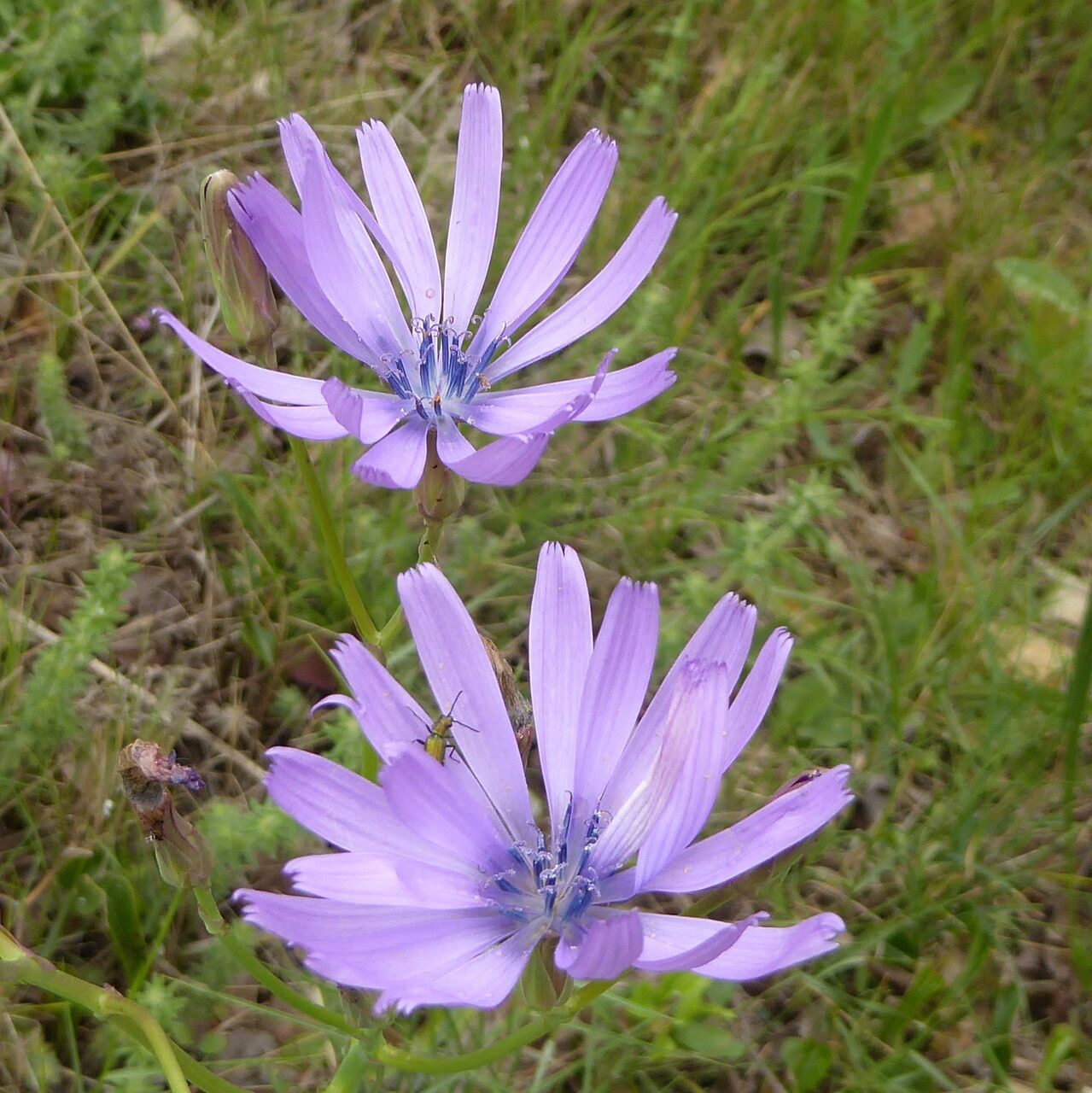 Lactuca tenerrima flower