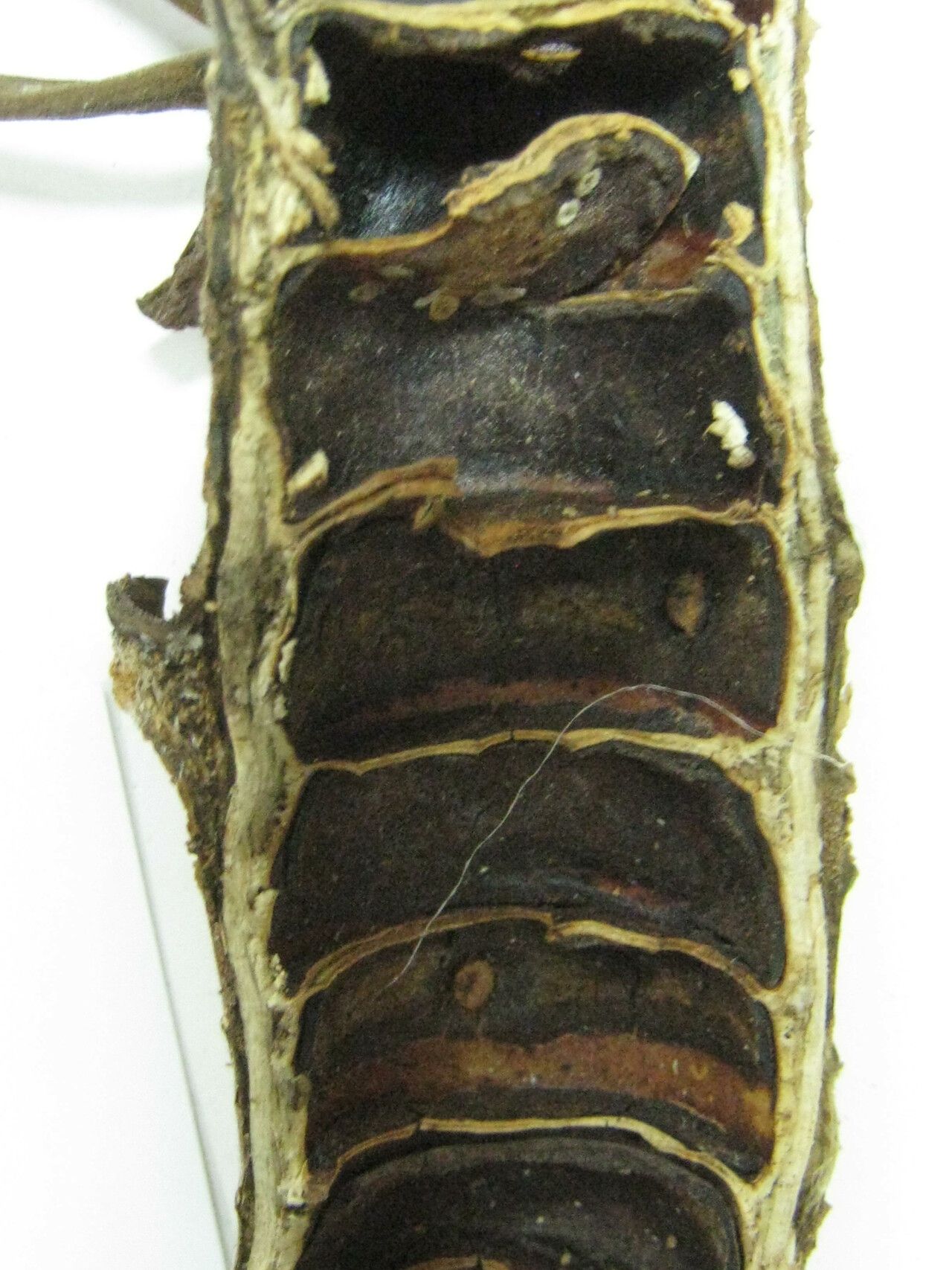 Cecropia obtusa other