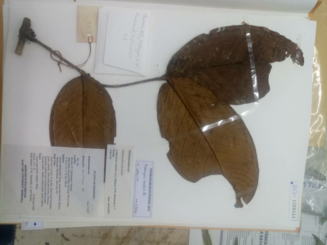 Memecylon excelsum — search result for 'Memecylon'