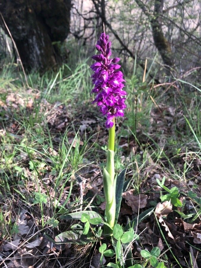 Orchis mascula flower