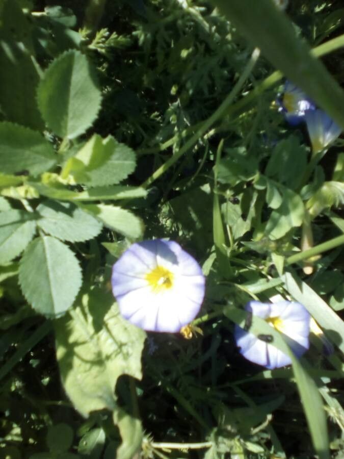 Convolvulus tricolor fruit