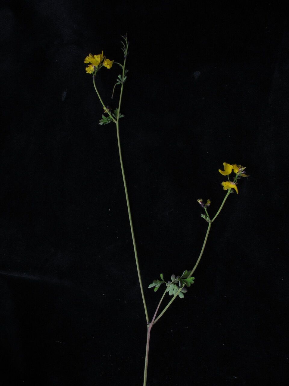 Corydalis filicina habit