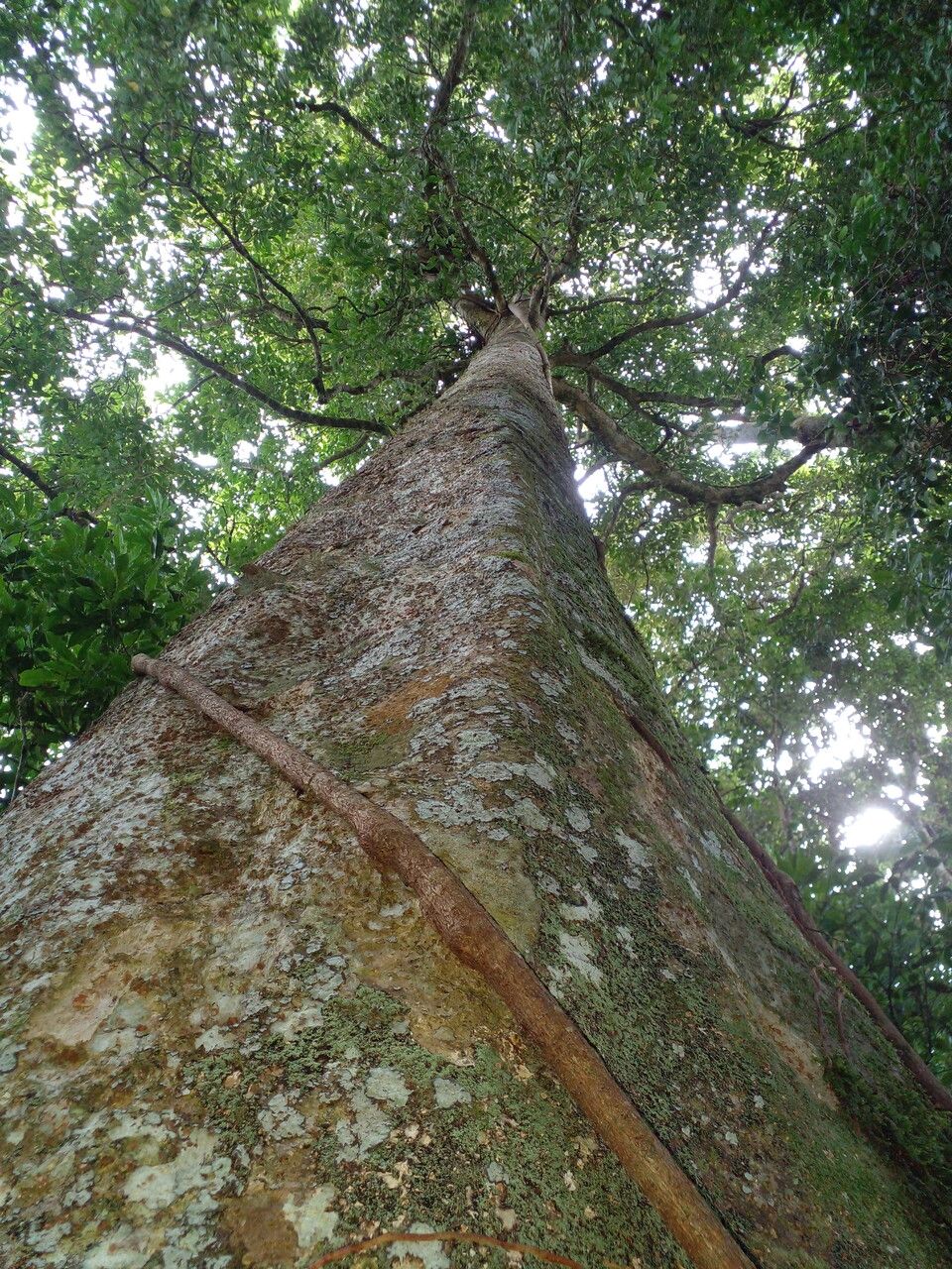 Macrohasseltia macroterantha habit