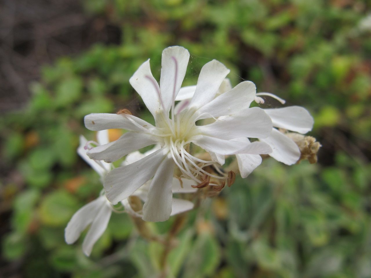 Silene badaroi flower