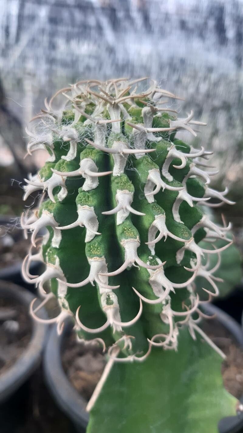Euphorbia columnaris bark