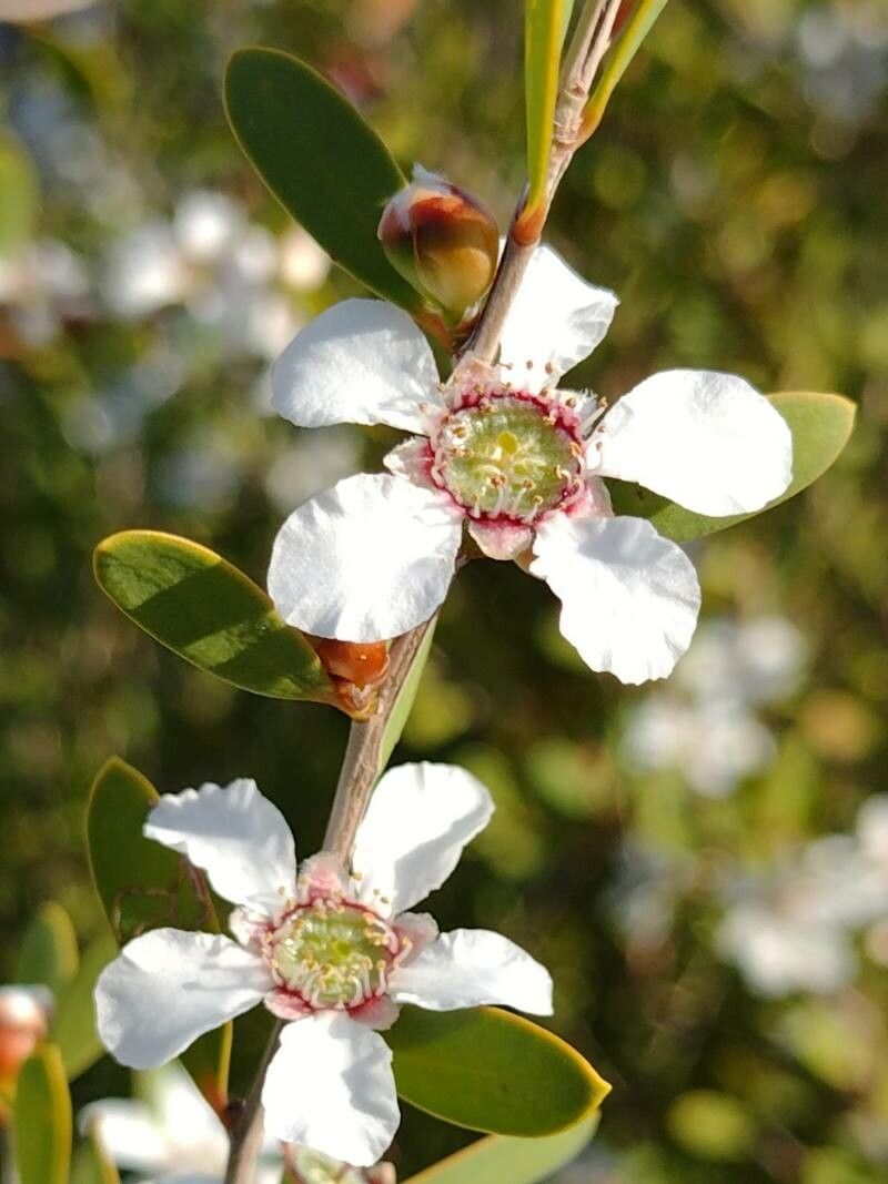 Leptospermum laevigatum flower