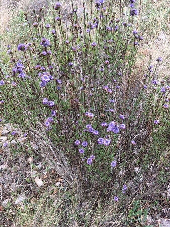 Globularia alypum flower