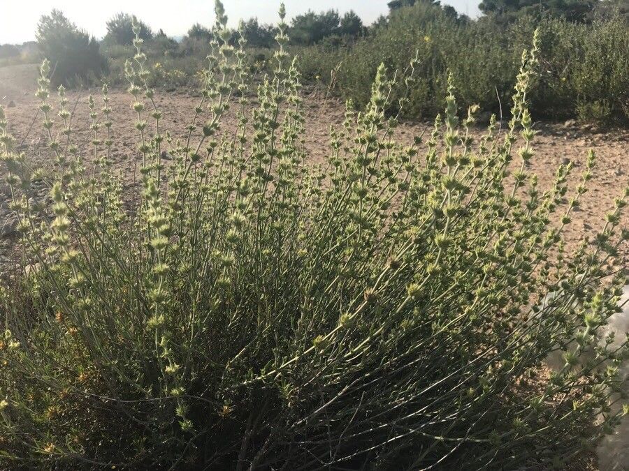 Sideritis tragoriganum habit