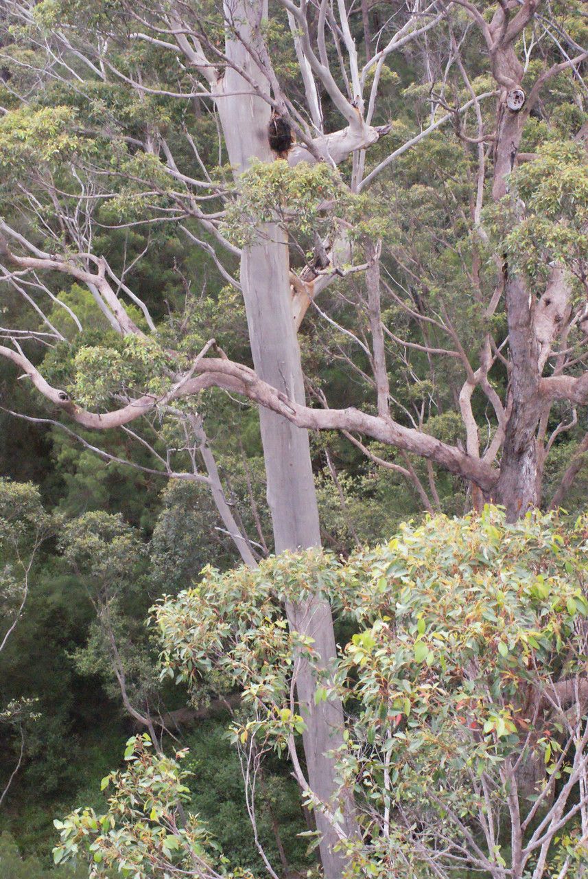 Eucalyptus diversicolor habit