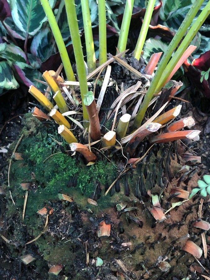 Cycas panzhihuaensis bark