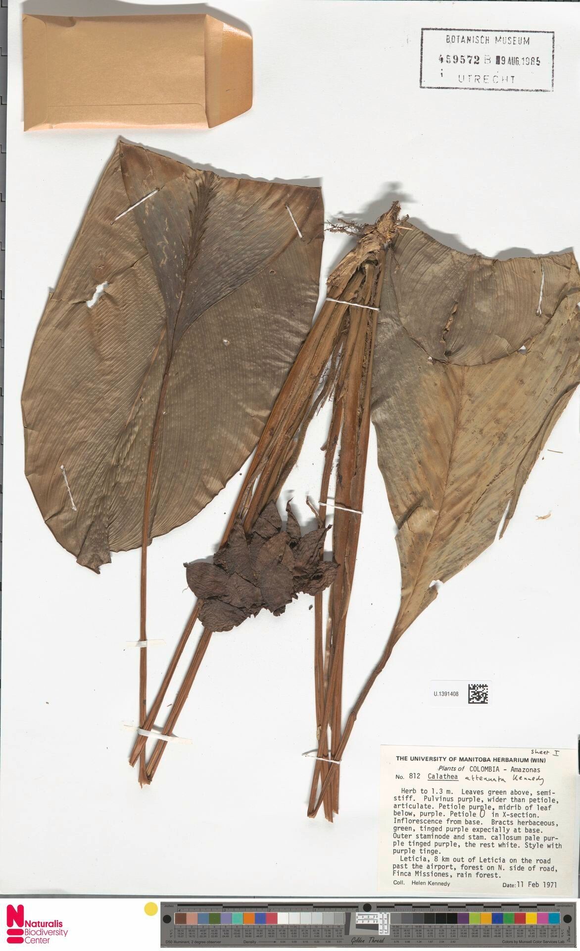 Goeppertia attenuata leaf