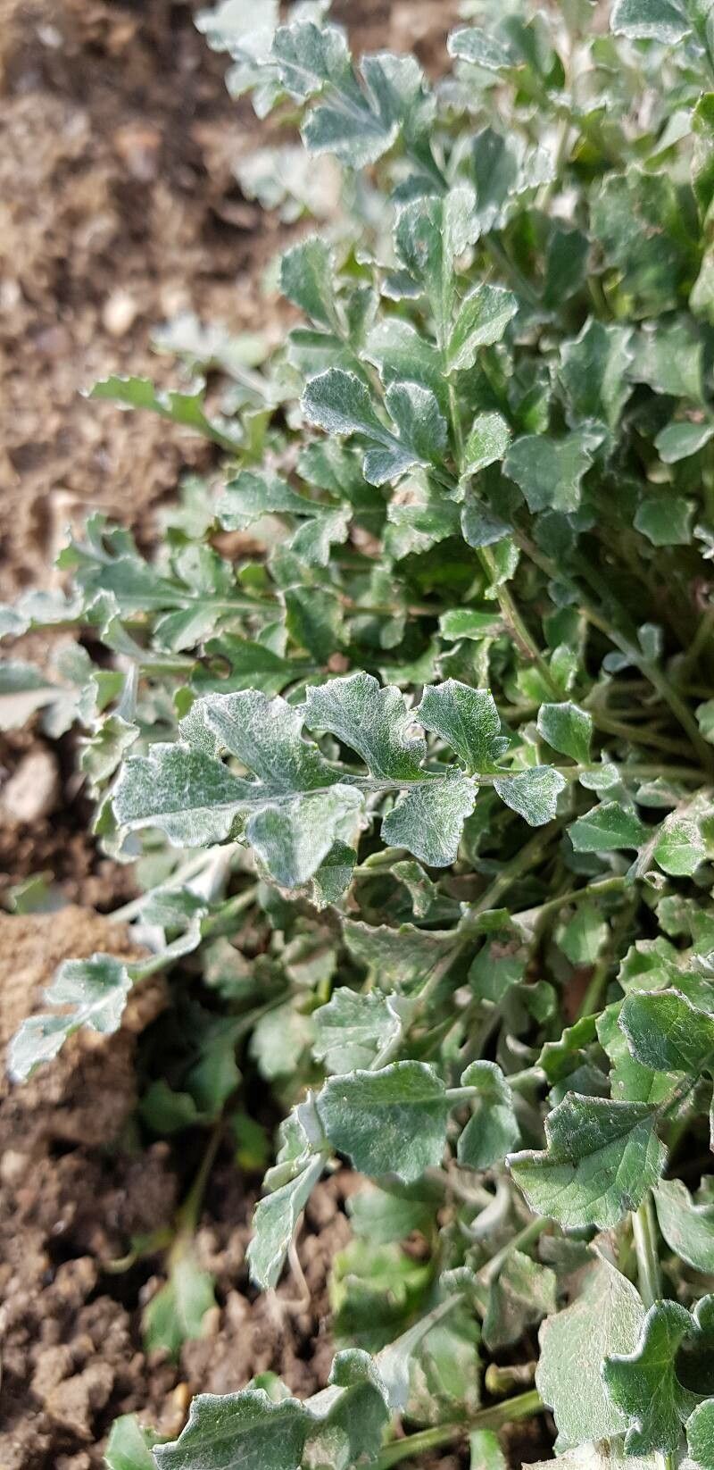 Psephellus simplicicaulis leaf