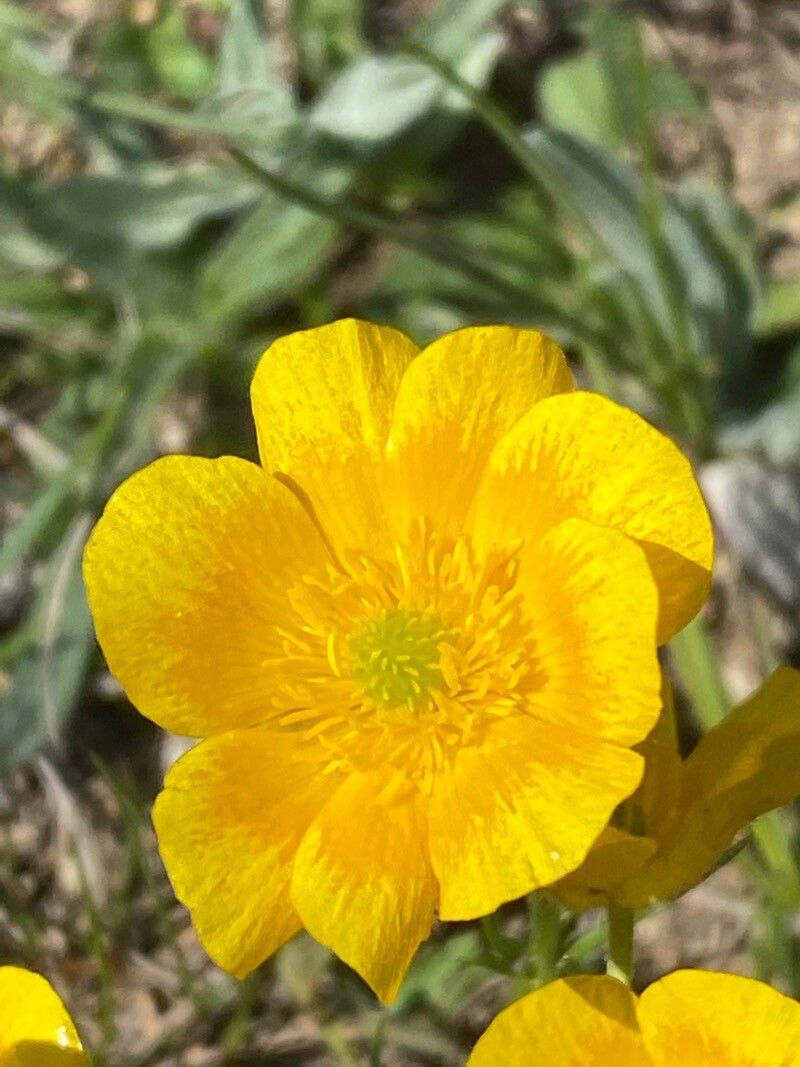 Ranunculus carinthiacus flower