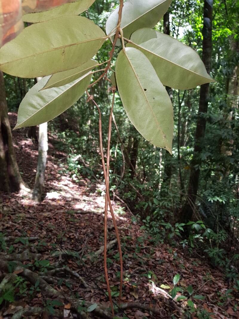 Morisonia isthmensis fruit