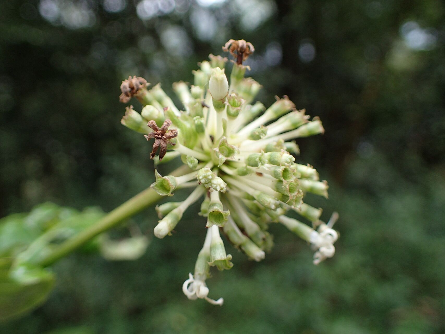 Psychotria altimontana flower