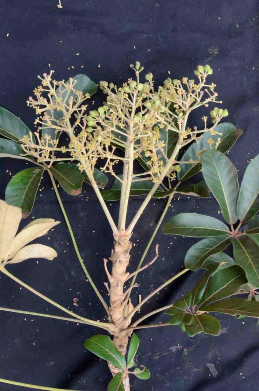 Schefflera macrocarpa fruit