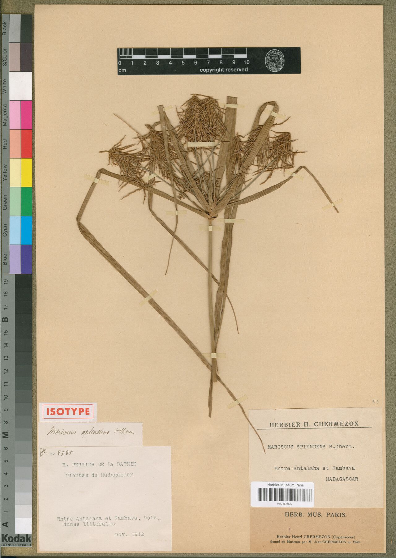 Cyperus splendens — houseplant care guide