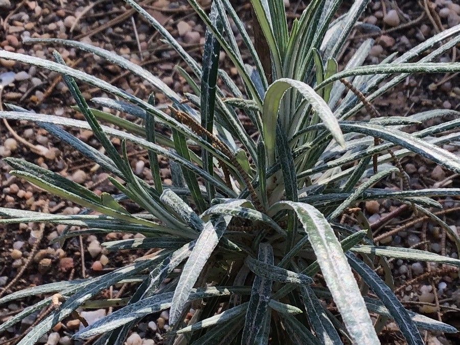 Ptilostemon chamaepeuce — related species from the same genus