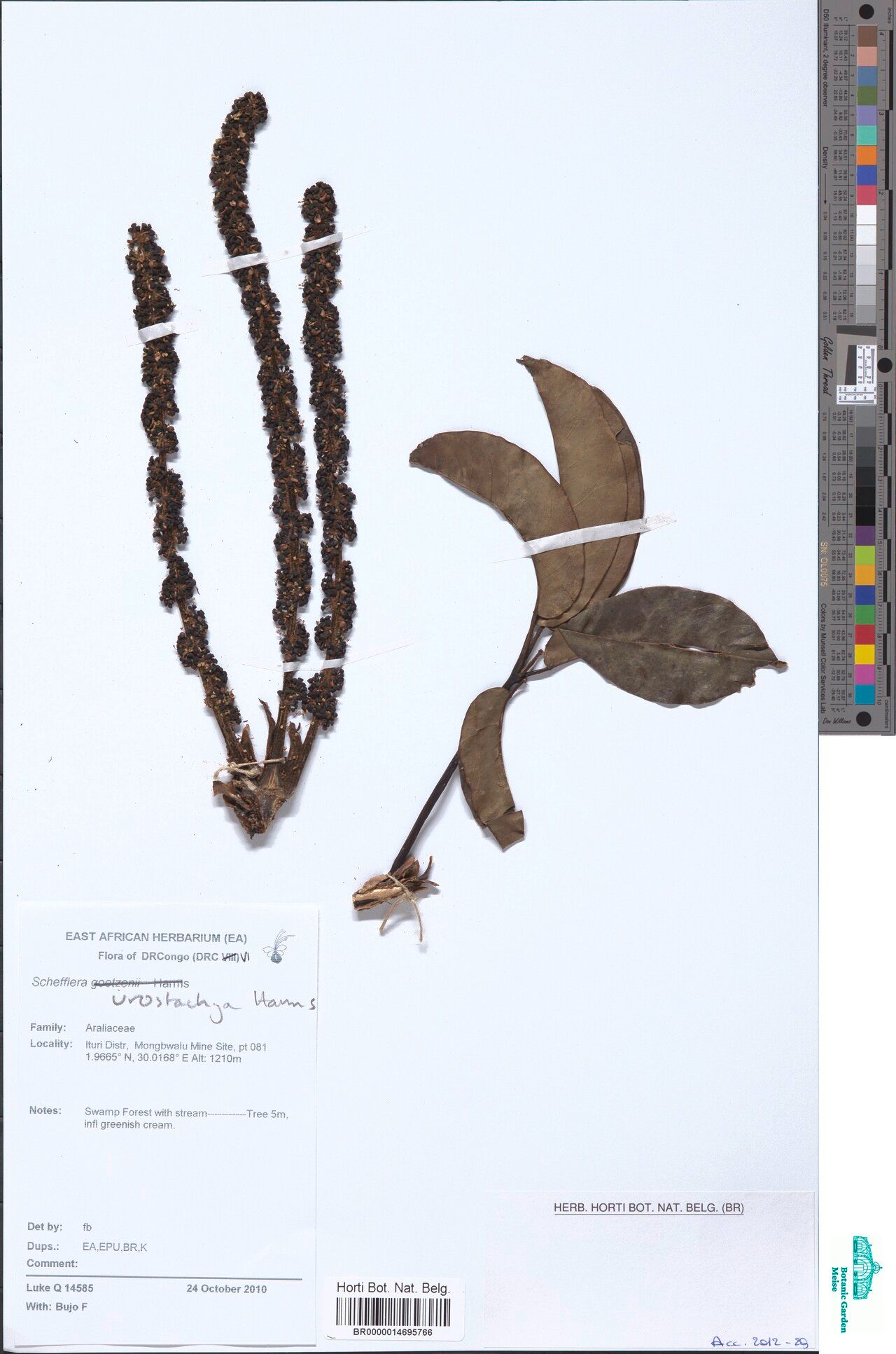 Astropanax urostachyus — houseplant care guide