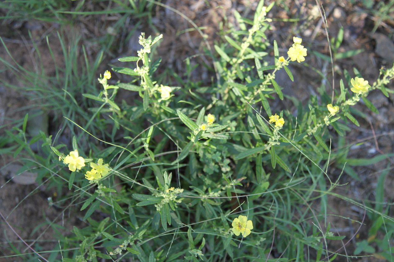 Helianthemum rosmarinifolium — houseplant care guide