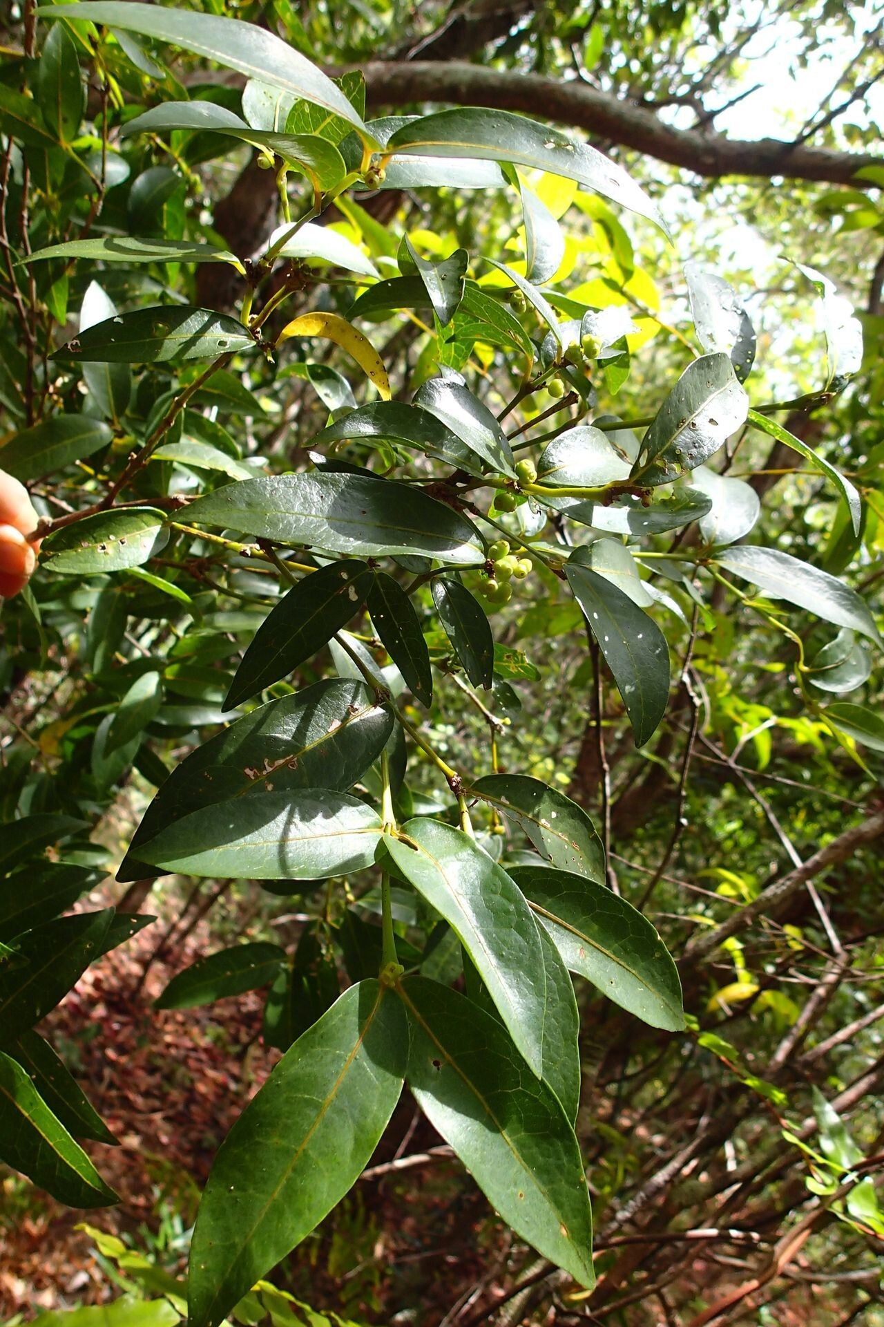 Gynochthodes montana habit