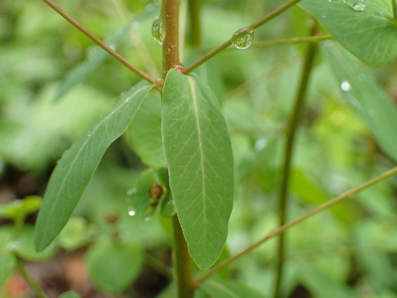 Euphorbia dulcis — search result for 'Euphorbiaceae'