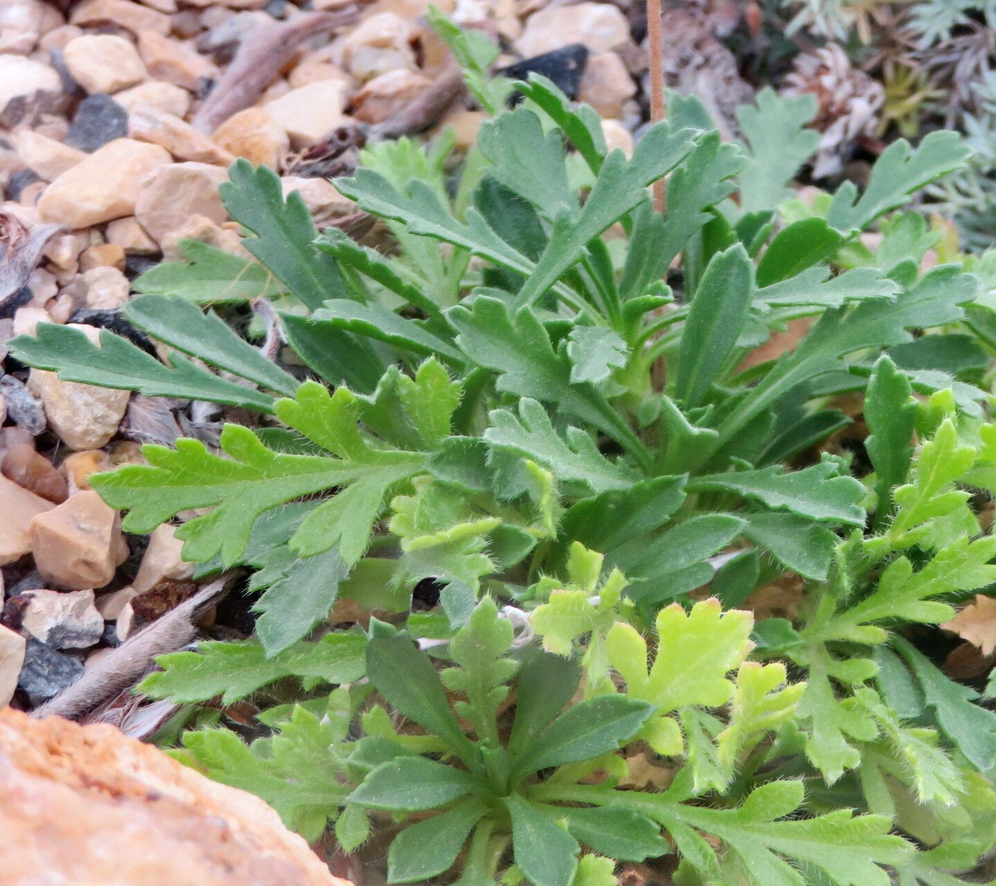Lomelosia crenata — related species from the same genus