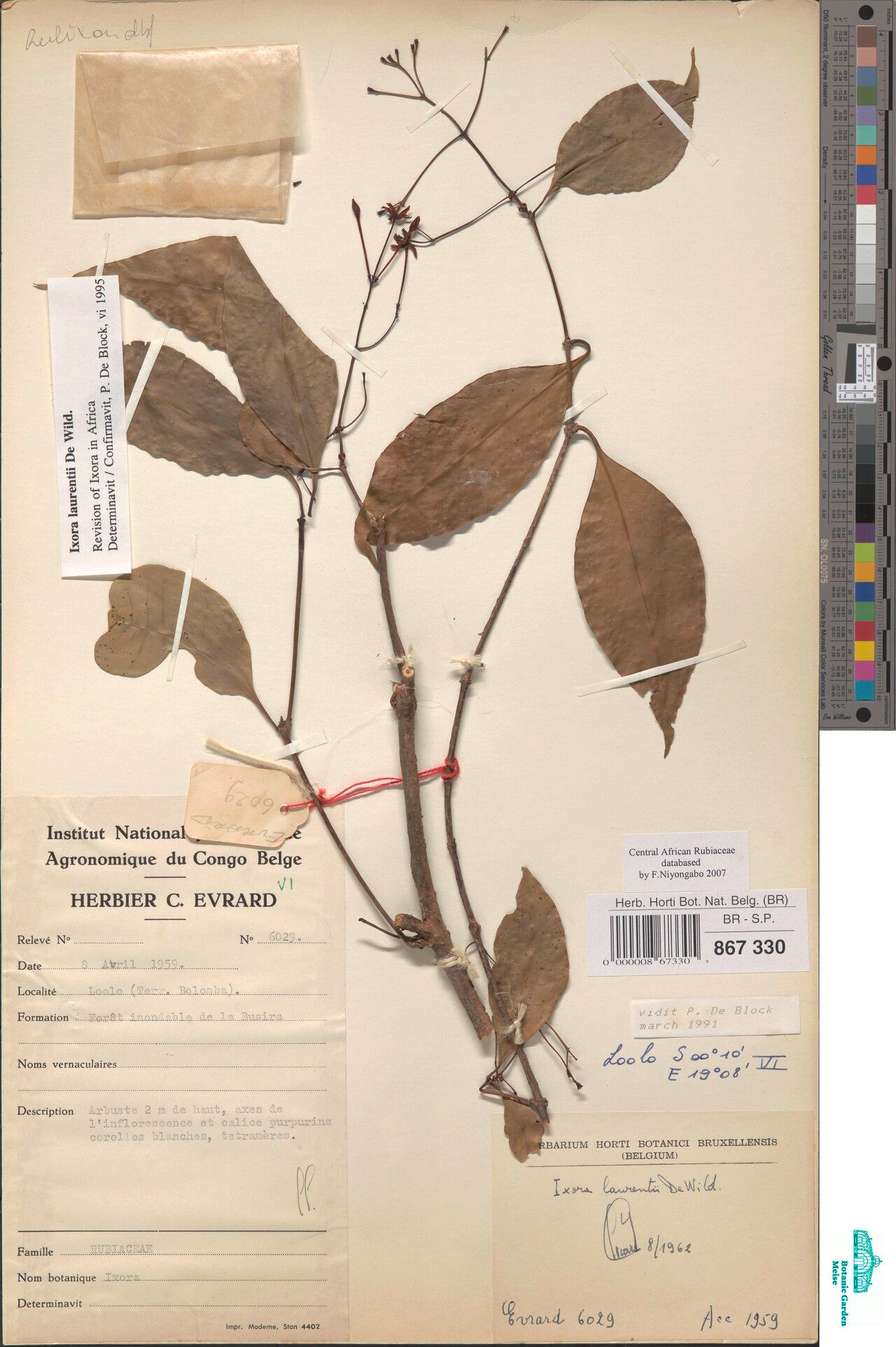 Ixora laurentii — search result for 'Ixora'