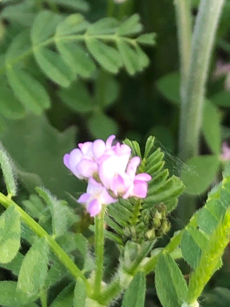 Astragalus pelecinus flower