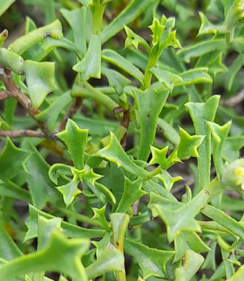 Ehretia cortesia — search result for 'Ehretia'