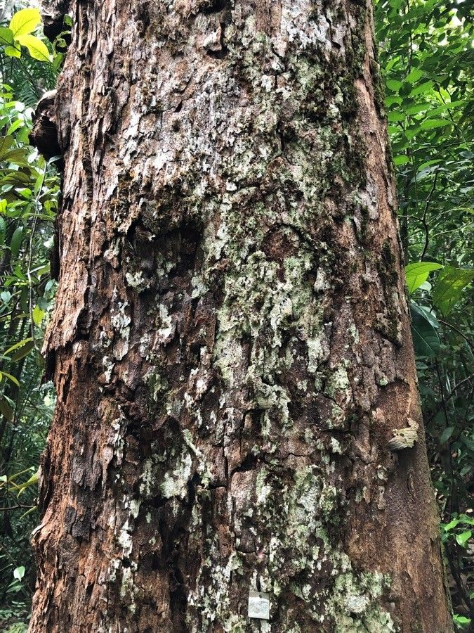 Castanopsis motleyana bark