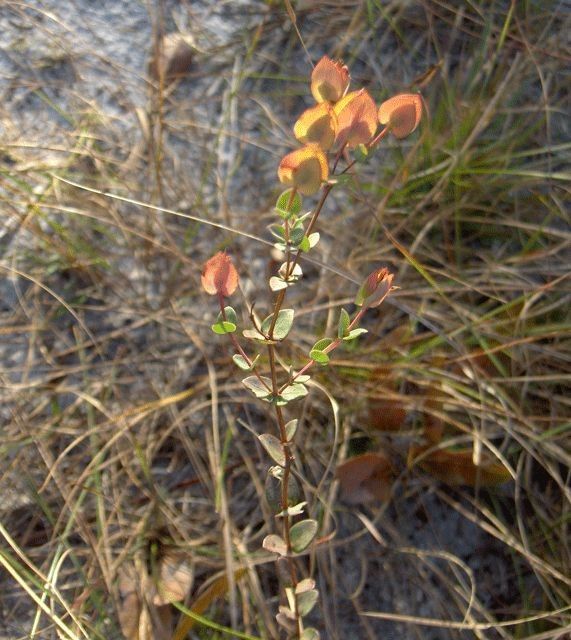 Hypericum tetrapetalum habit