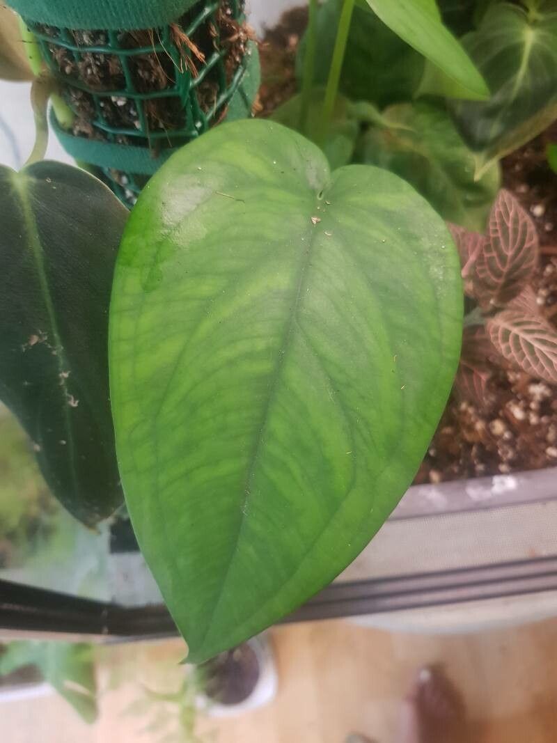 Syngonium chiapense leaf