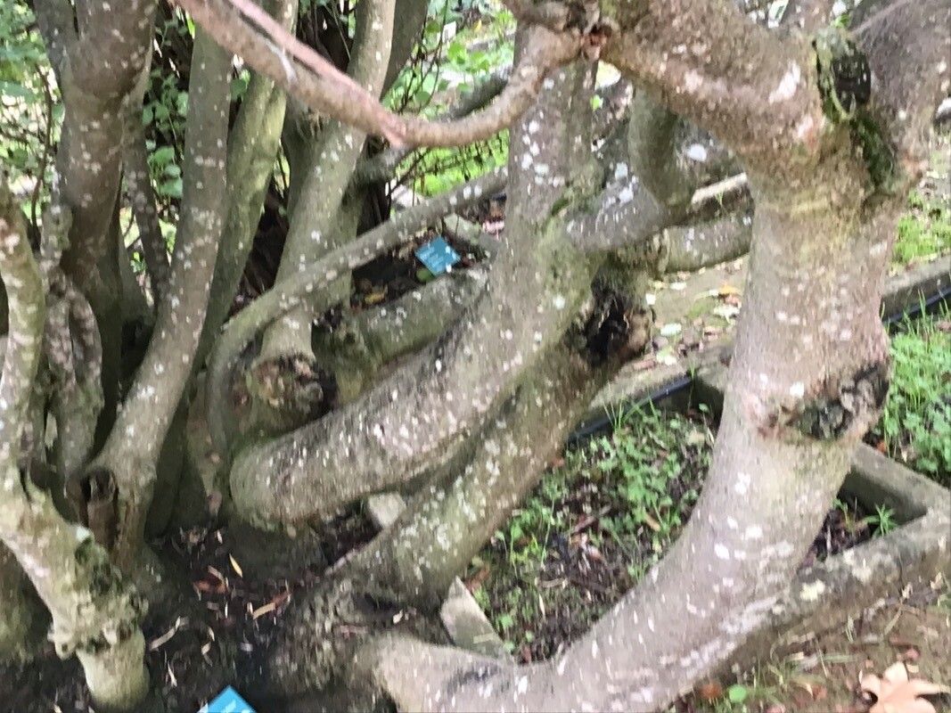 Euphorbia piscatoria bark