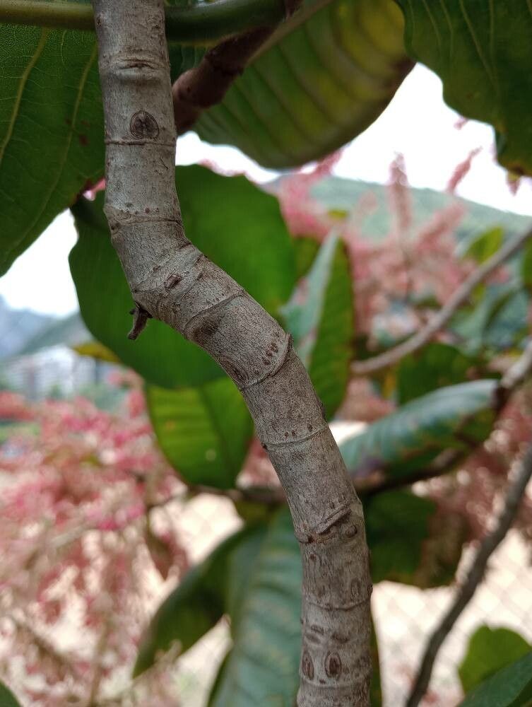 Triplaris americana bark