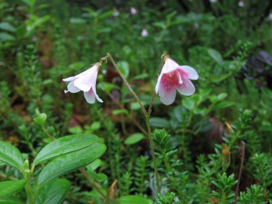 Linnaea borealis flower