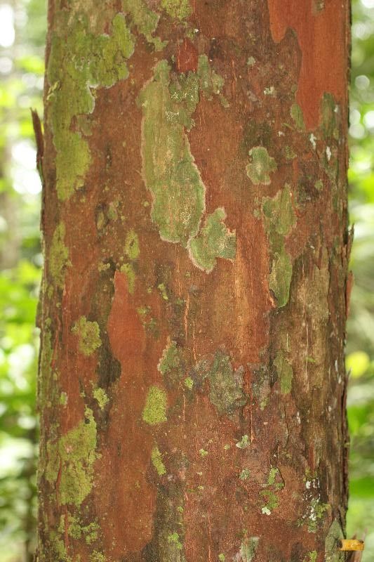 Chrysophyllum pomiferum bark