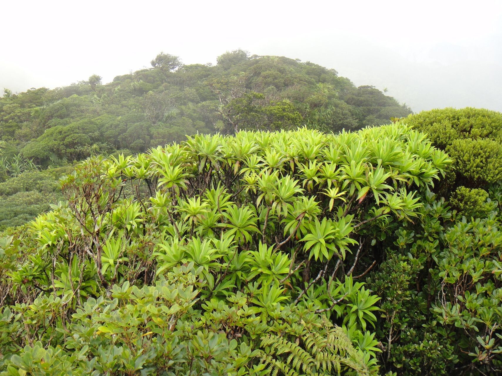 Hibbertia baudouinii — related species from the same genus