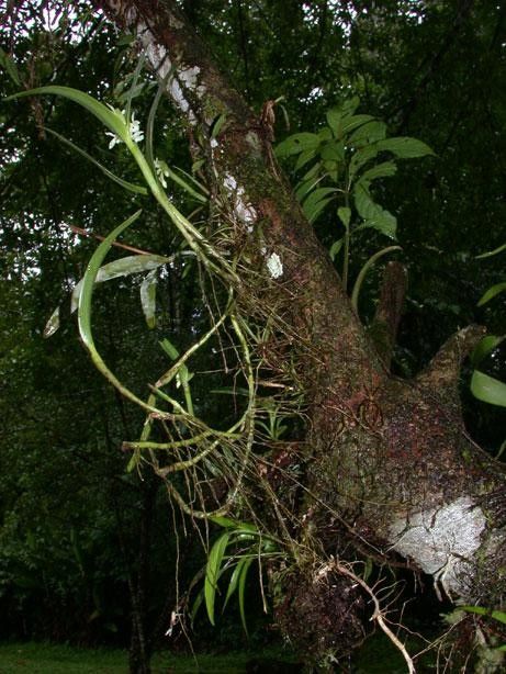 Epidendrum octomerioides bark