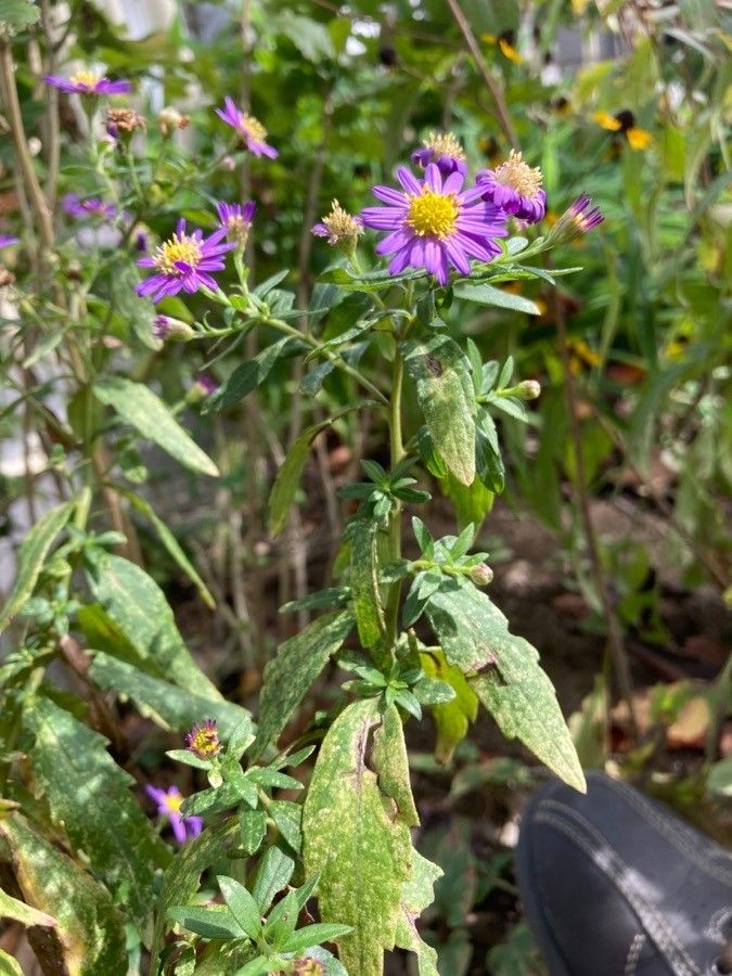 Aster microcephalus — houseplant care guide