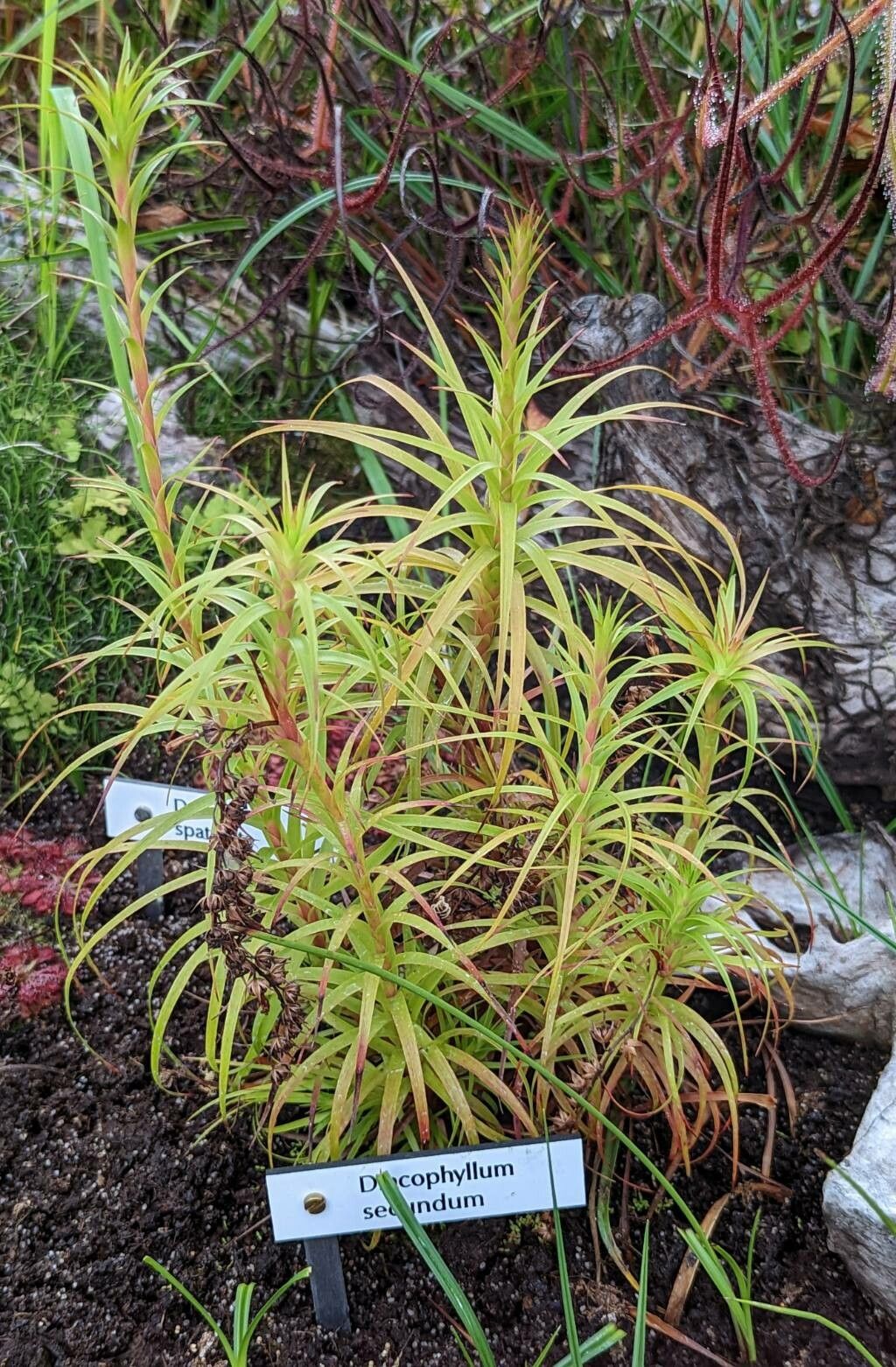 Dracophyllum secundum habit