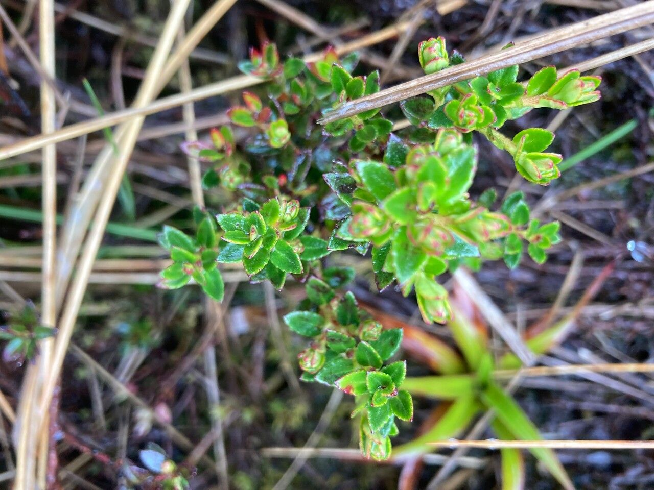 Gaultheria myrsinoides — search result for 'Gaultheria'