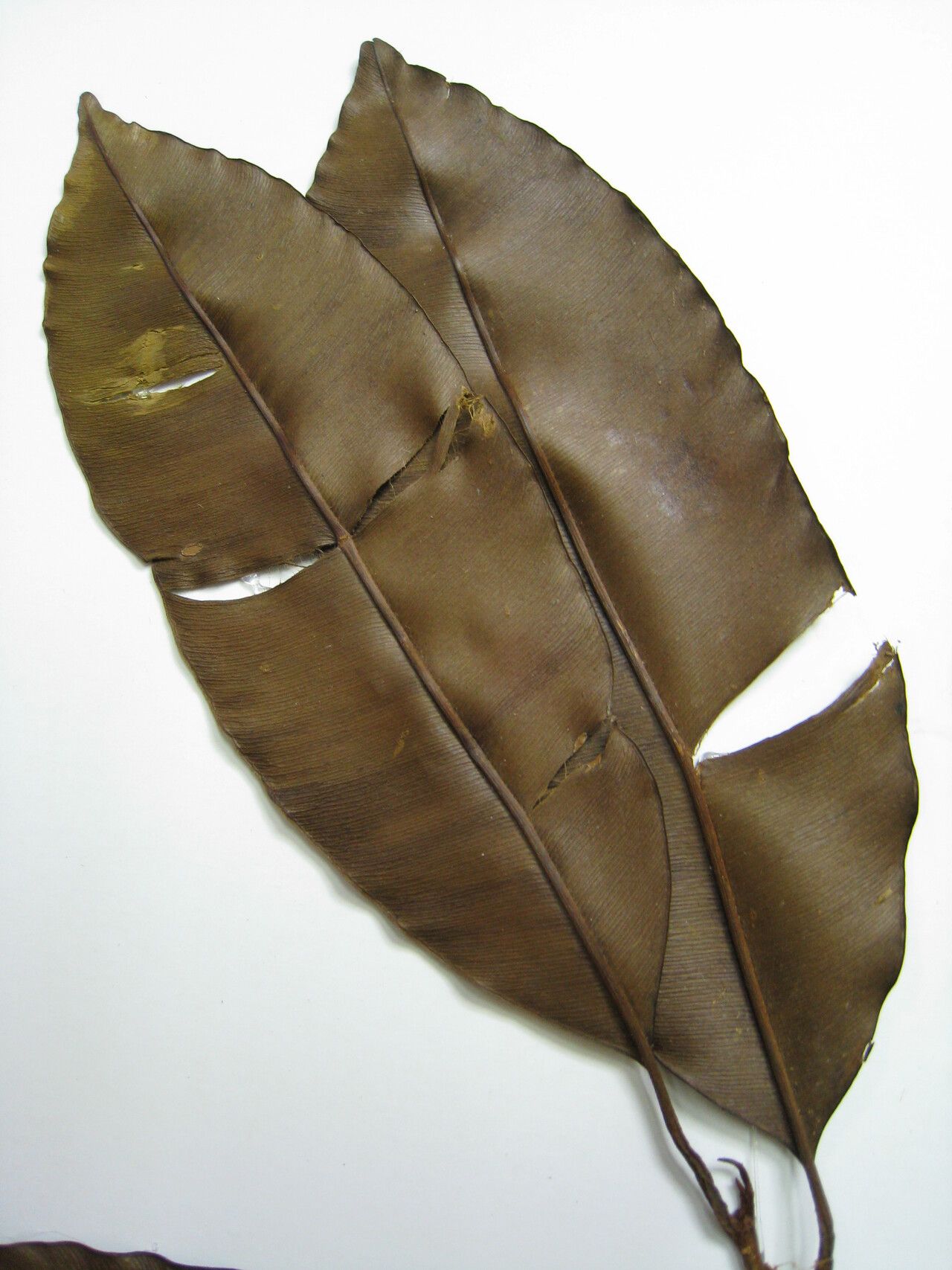 Micropholis acutangula other