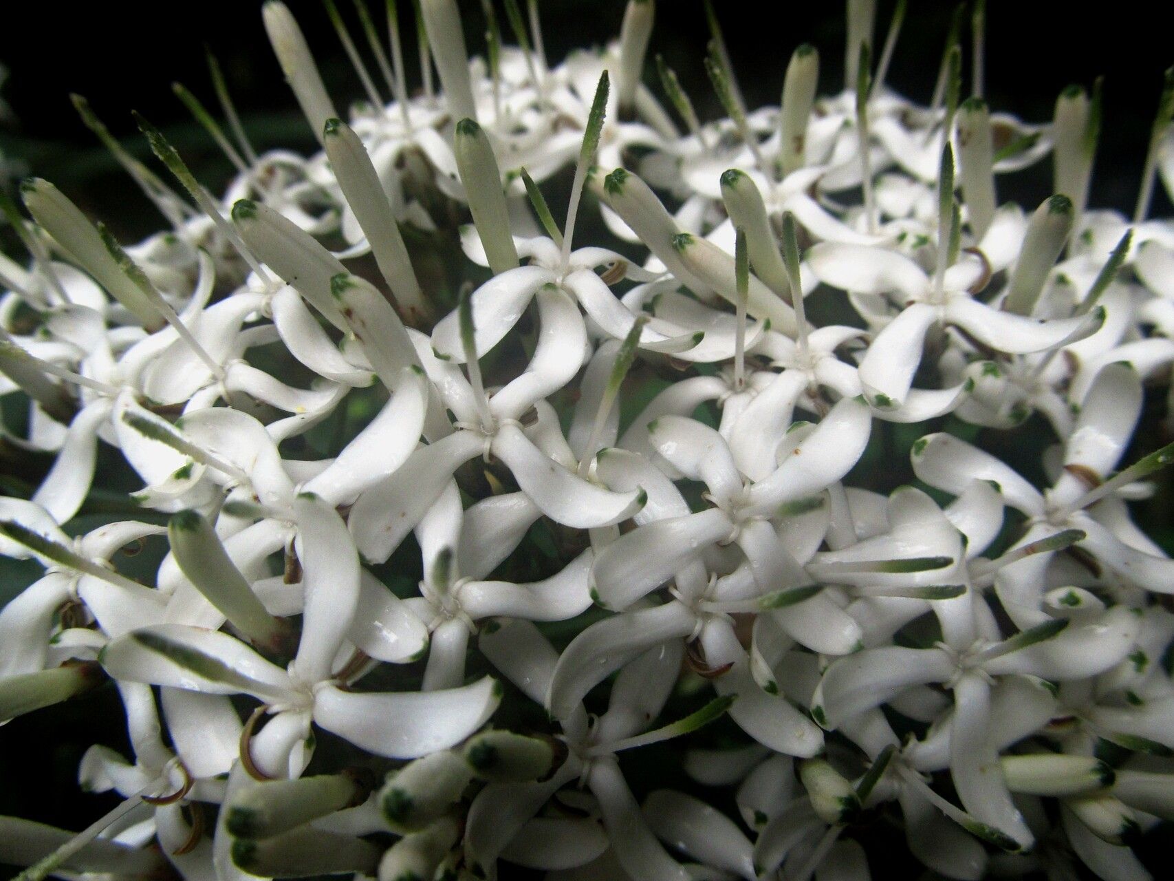 Pavetta owariensis — houseplant care guide