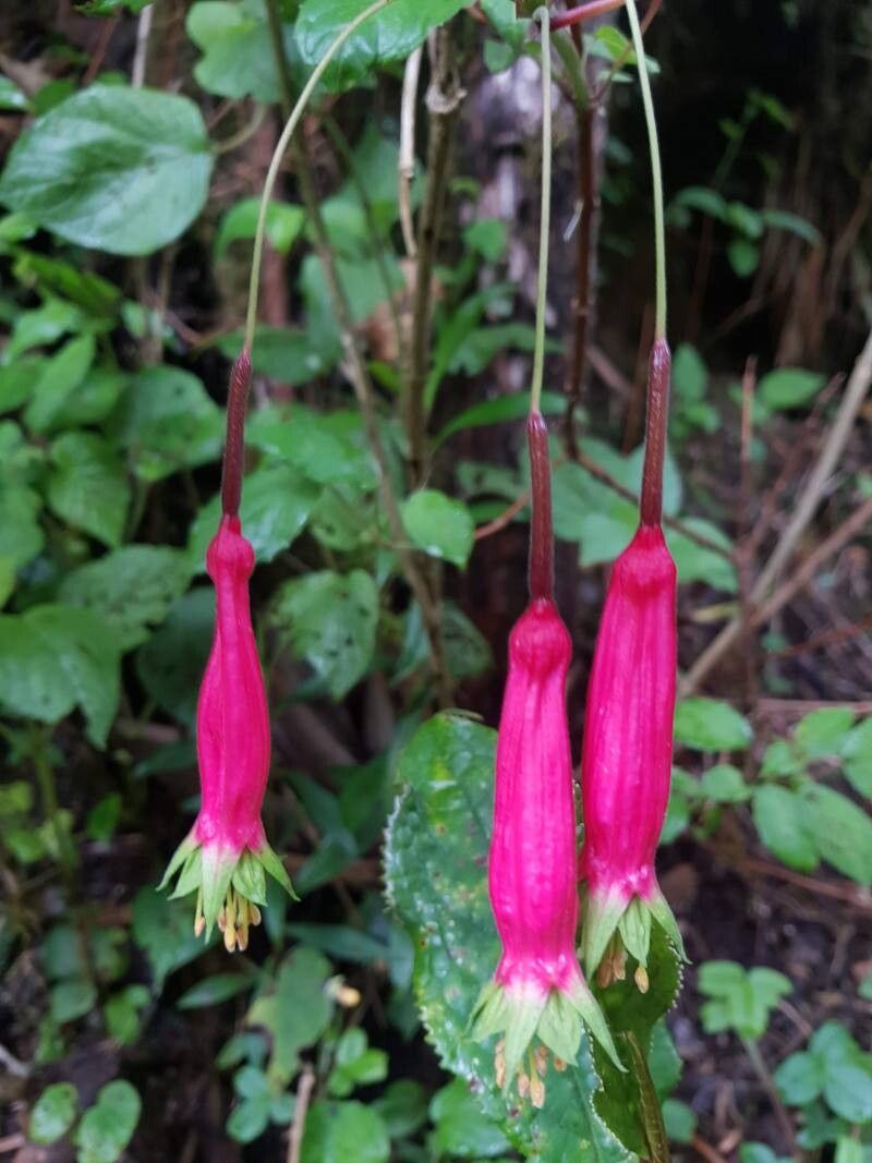 Fuchsia splendens flower