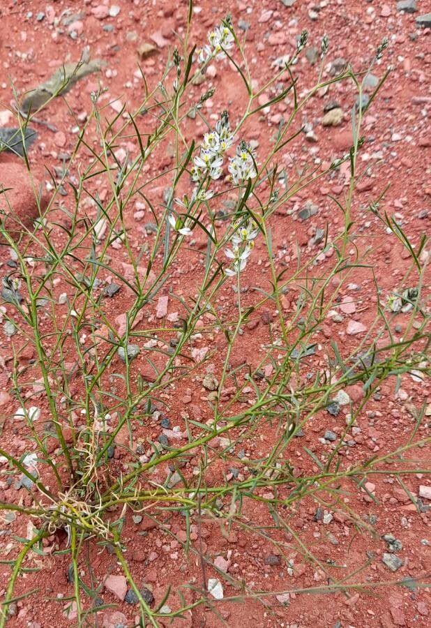 Polygala stenophylla habit