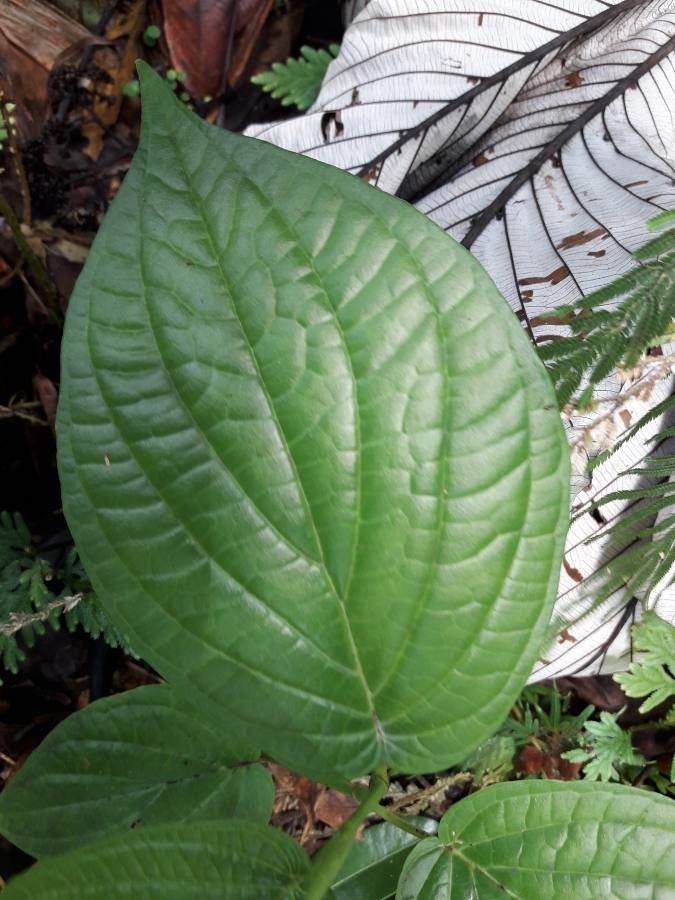 Clidemia umbrosa leaf