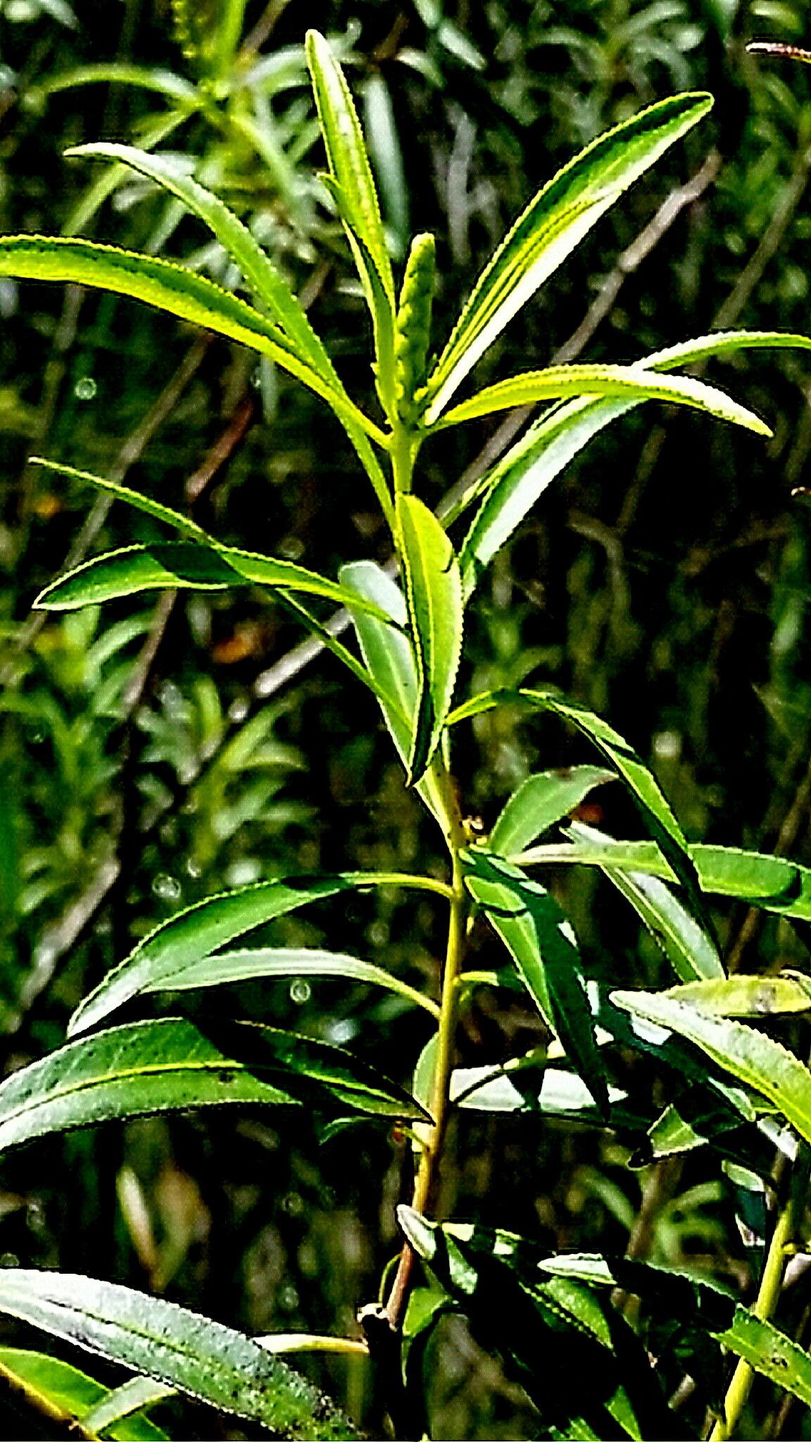 Stillingia aquatica — related species from the same genus