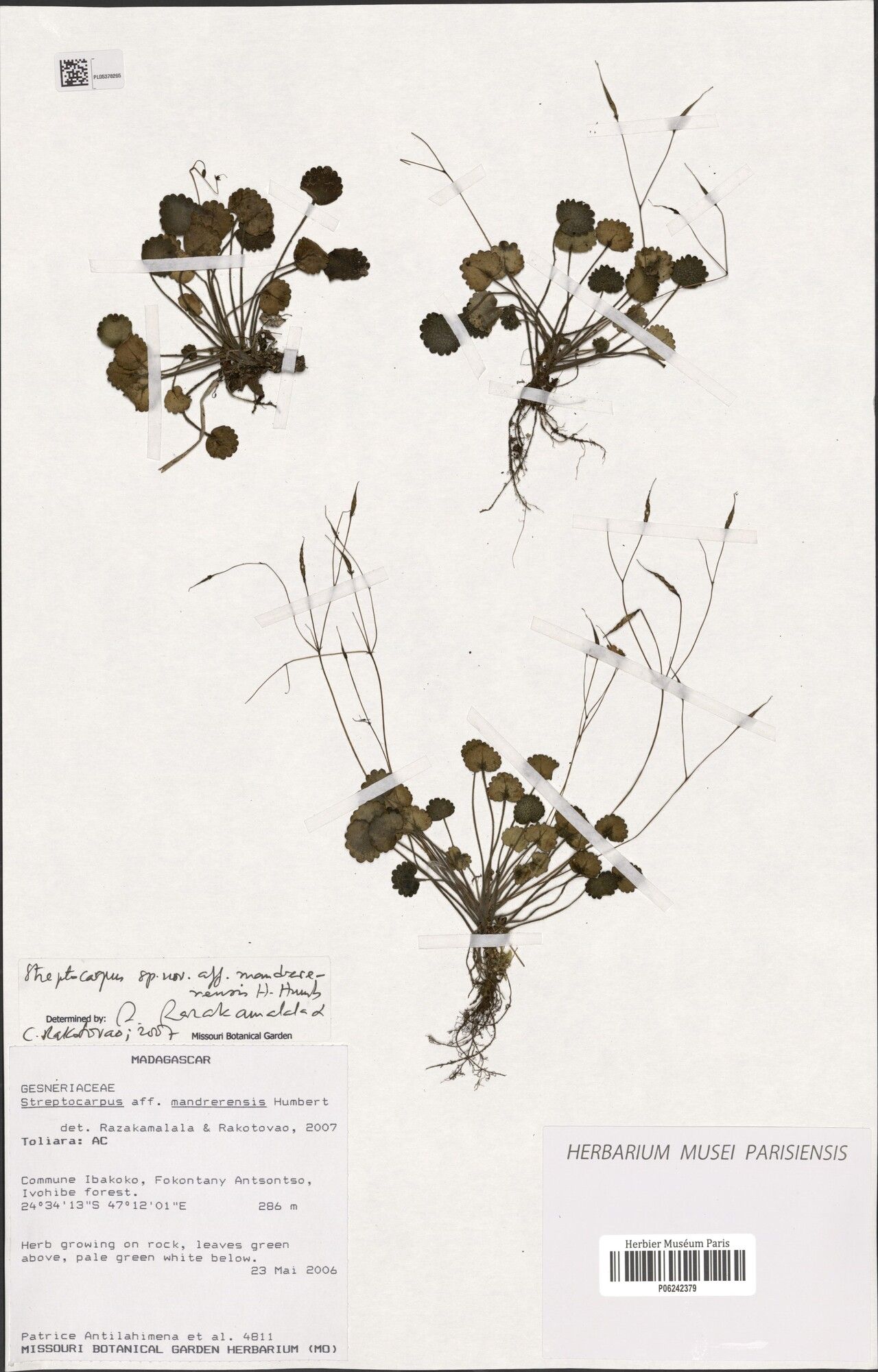 Streptocarpus mandrerensis — search result for 'Streptocarpus'